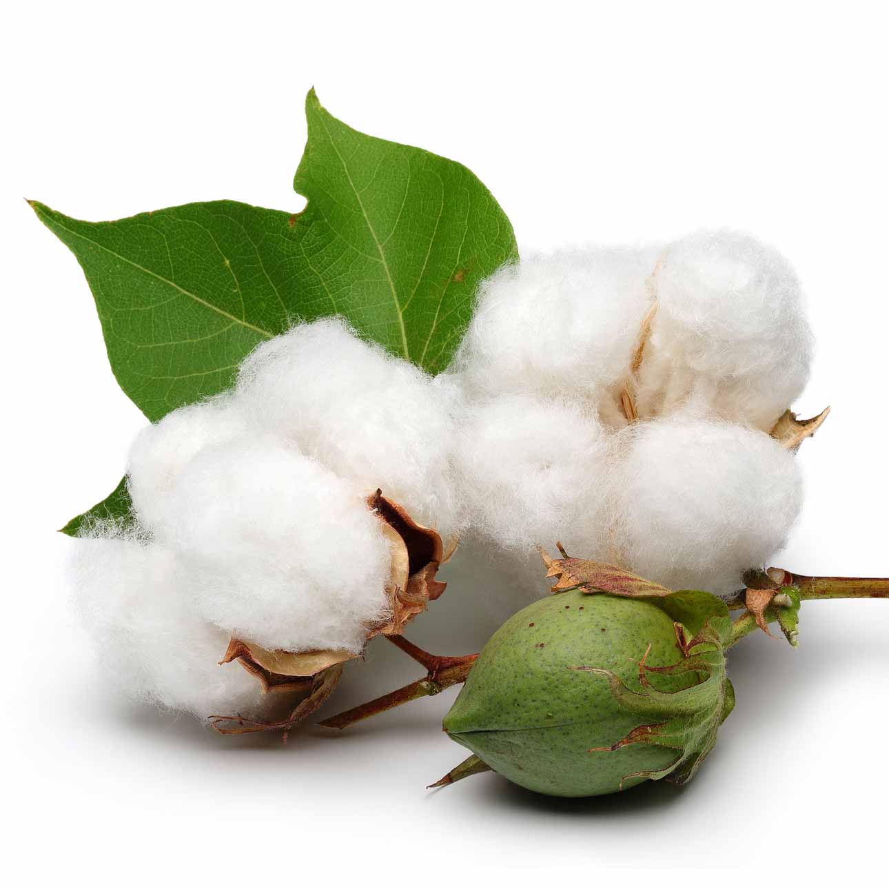 Cotton, Wool, Fiber