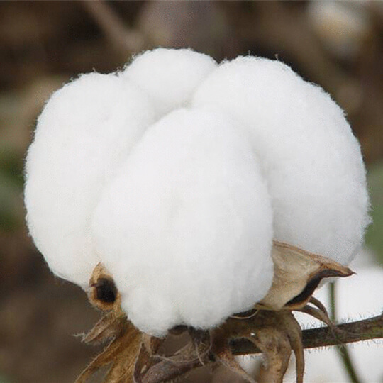 ¿Qué es la fibra de algodón?